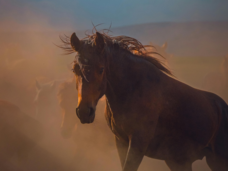 Туркменистан объявил межгосударственный конкурс фильмов стран СНГ